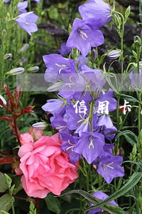 信用卡忘记还逾期会记录吗