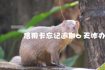 信用卡忘记逾期6天咋办 信用卡忘记逾期6天咋办