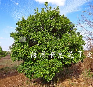 信用卡忘还了逾期三天怎么办 信用卡忘还了逾期三天怎么办