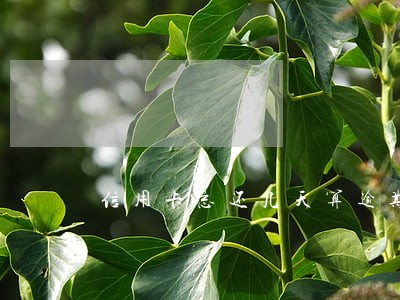信用卡忘还几天算逾期 信用卡忘还几天算逾期
