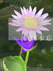 信用卡忘还年费逾期 信用卡忘还年费逾期