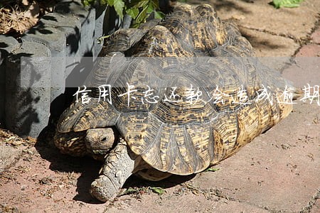 信用卡忘还款会造成逾期吗
