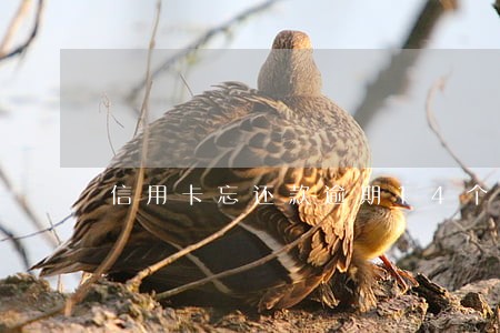 信用卡忘还款逾期14个月怎么办