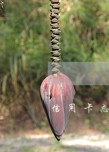 信用卡忘还逾期两天怎么办 信用卡忘还逾期两天怎么办