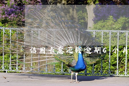 信用卡忘还钱逾期6个月怎么办 信用卡忘还钱逾期6个月怎么办