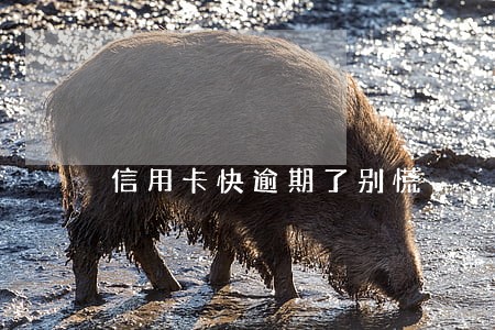 信用卡快逾期了别慌 信用卡快逾期了别慌