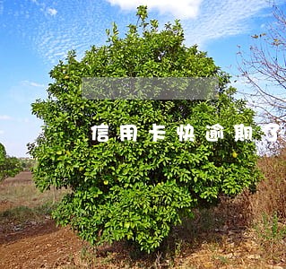 信用卡快逾期了没钱还怎么办 信用卡快逾期了没钱还怎么办