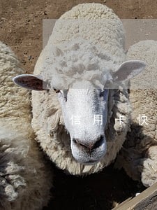 信用卡快逾期能不能用网贷还 信用卡快逾期能不能用网贷还