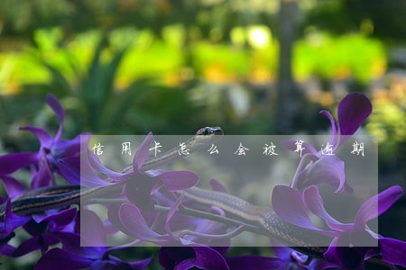 信用卡怎么会被算逾期 信用卡怎么会被算逾期