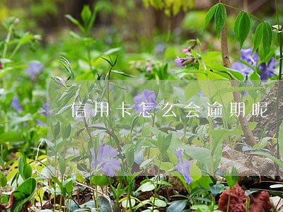 信用卡怎么会逾期呢