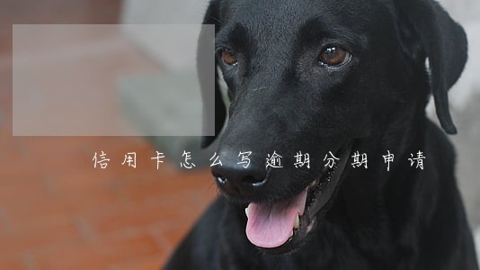 信用卡怎么写逾期分期申请