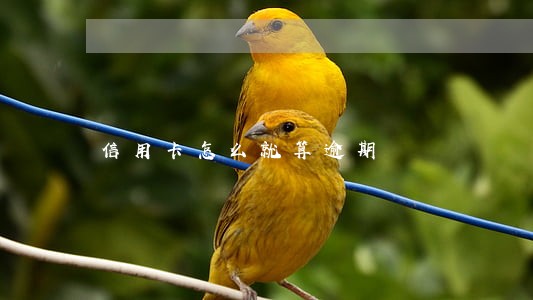 信用卡怎么就算逾期 信用卡怎么就算逾期