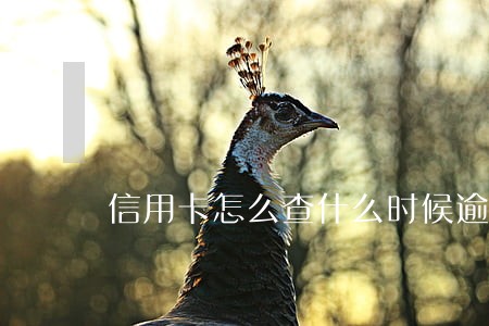 信用卡怎么查什么时候逾期的 信用卡怎么查什么时候逾期的