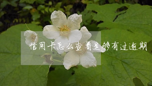 信用卡怎么查看是够有过逾期 信用卡怎么查看是够有过逾期