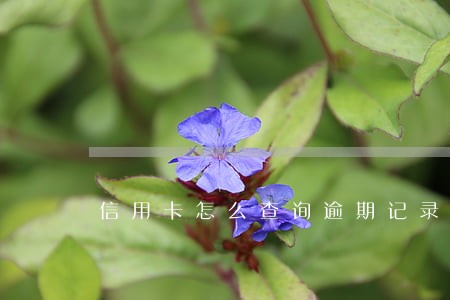 信用卡怎么查询逾期记录 信用卡怎么查询逾期记录