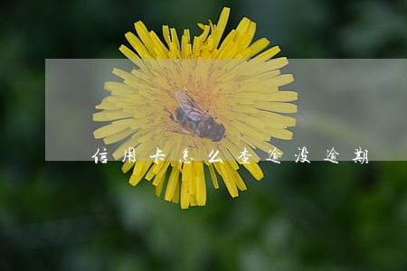 信用卡怎么查逾没逾期 信用卡怎么查逾没逾期