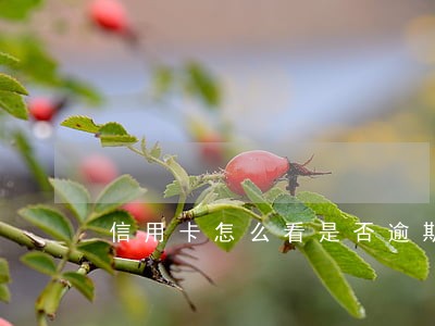信用卡怎么看是否逾期