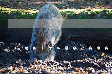 信用卡怎么看自己有没有逾期