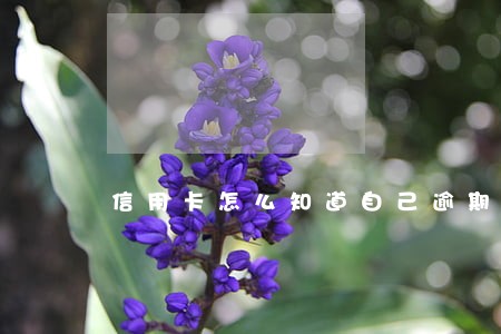 信用卡怎么知道自己逾期多久了 信用卡怎么知道自己逾期多久了
