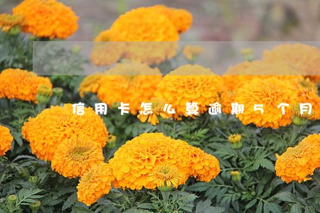 信用卡怎么算逾期5个月 信用卡怎么算逾期5个月