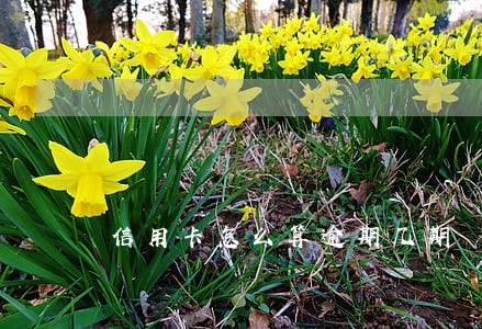 信用卡怎么算逾期几期