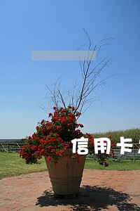 信用卡怎样看逾期 信用卡怎样看逾期