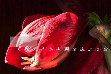 信用卡总逾期全还上会封卡吗 信用卡总逾期全还上会封卡吗