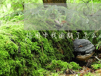 信用卡我逾期了怎么办 信用卡我逾期了怎么办