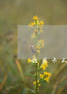 信用卡或信贷逾期会怎样 信用卡或信贷逾期会怎样
