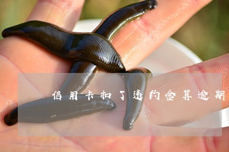 信用卡扣了违约金算逾期不 信用卡扣了违约金算逾期不