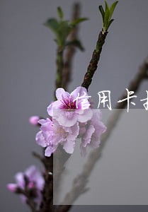 信用卡扣短信费逾期 信用卡扣短信费逾期