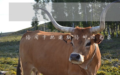 信用卡把逾期信邮回老家 信用卡把逾期信邮回老家