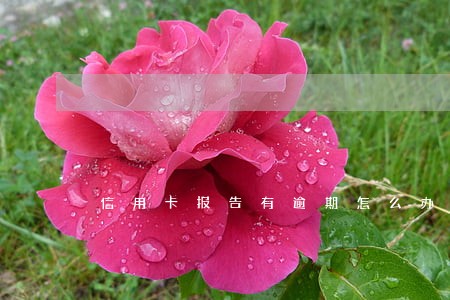 信用卡报告有逾期怎么办 信用卡报告有逾期怎么办