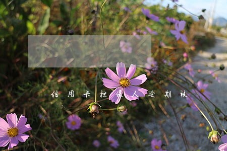 信用卡担保人逾期被 信用卡担保人逾期被