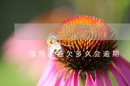 信用卡拖欠多久会逾期 信用卡拖欠多久会逾期