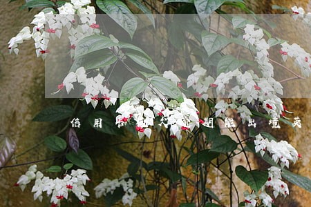 信用卡拖欠逾期能出境英国吗 信用卡拖欠逾期能出境英国吗