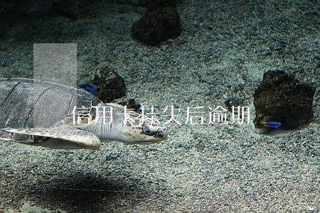 信用卡挂失后逾期 信用卡挂失后逾期