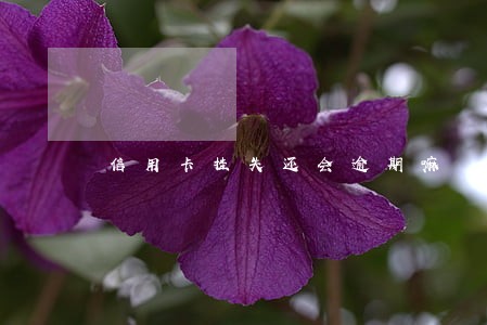 信用卡挂失还会逾期嘛 信用卡挂失还会逾期嘛