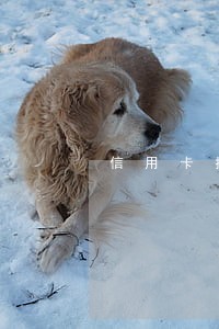 信用卡按时还款会造成逾期吗 信用卡按时还款会造成逾期吗