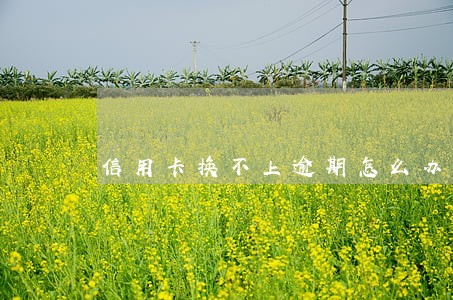 信用卡换不上逾期怎么办 信用卡换不上逾期怎么办