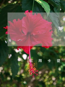 信用卡提前还款为何还显示逾期