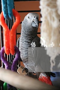 信用卡提前还钱比逾期还严重 信用卡提前还钱比逾期还严重