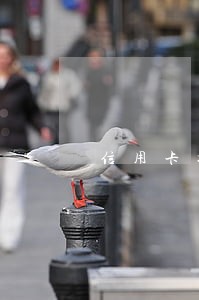 信用卡提现了逾期 信用卡提现了逾期