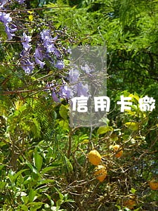 信用卡撤销逾期申请 信用卡撤销逾期申请