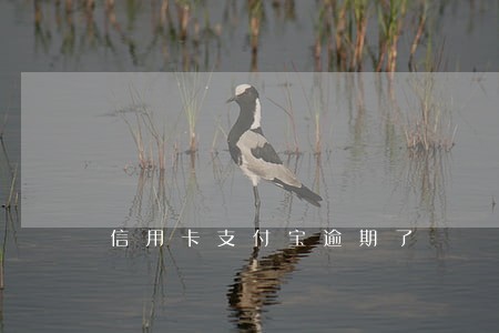 信用卡支付宝逾期了 信用卡支付宝逾期了