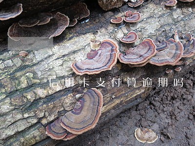 信用卡支付算逾期吗 信用卡支付算逾期吗