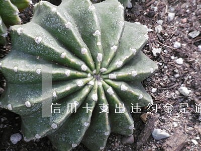 信用卡支出违约金是逾期吗 信用卡支出违约金是逾期吗
