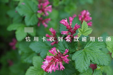 信用卡收到欠款逾期信函怎么办