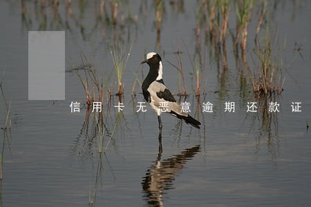 信用卡无恶意逾期还款证明