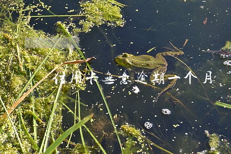 信用卡无意逾期一个月 信用卡无意逾期一个月
